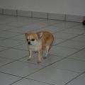 Chihuahua-Dame Donna war meine bisher kleinste Kundin und zum Scheren da