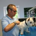 West-Highland-White-Terrier Jamie - mit 16 Wochen das erste Mal im Carlino