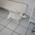 West-Highland-White-Terrier-Ruede Artur mit Frisur nach Kundenwunsch