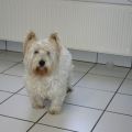 West-Highland-White-Terrier-Ruede Willi vorher