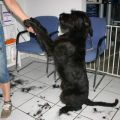 Riesenschnauzer-Junghund Schroeder nach seinem ersten Trimmen- noch gut drauf
