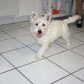 West-Highland-White-Terrier-Junghund Sammy bei seinem ersten Salonbesuch
