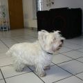 West-Highland-White-Terrier Max vorher
