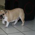 Bulldogge Stella war zum baden im Carlino