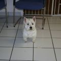 West-Highland-White-Terrier-Ruede Ferro frisch gestylt