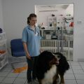 Berner Sennenhund-Ruede Gino mit Praktikantin Catharina
